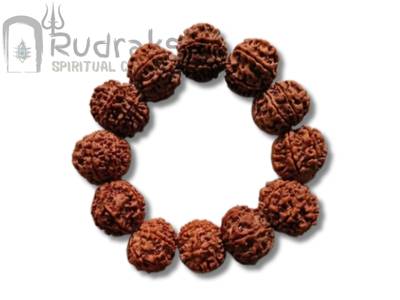 7 Mukhi Bracelet
